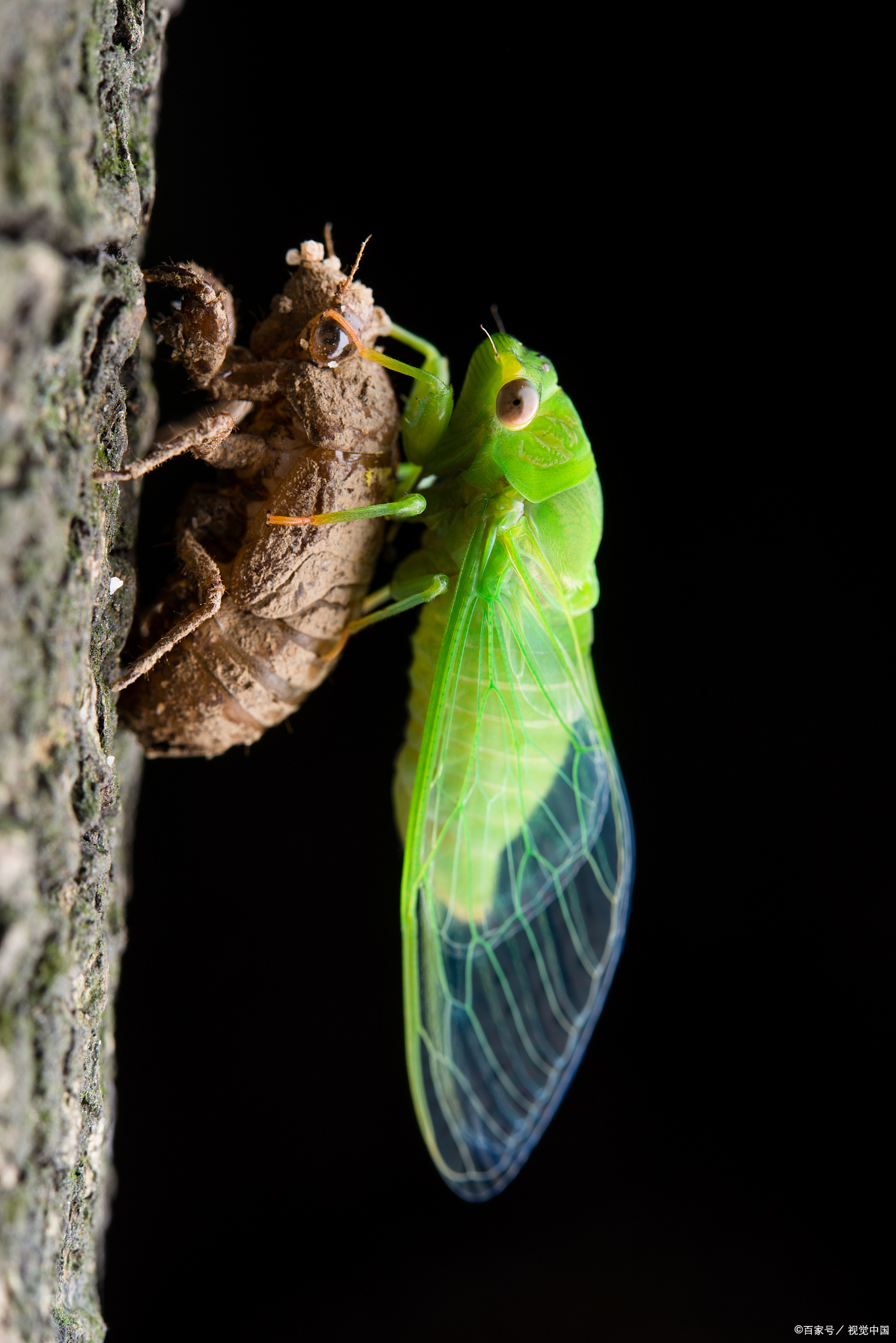 大自然中神奇的生物,探秘自然动植物