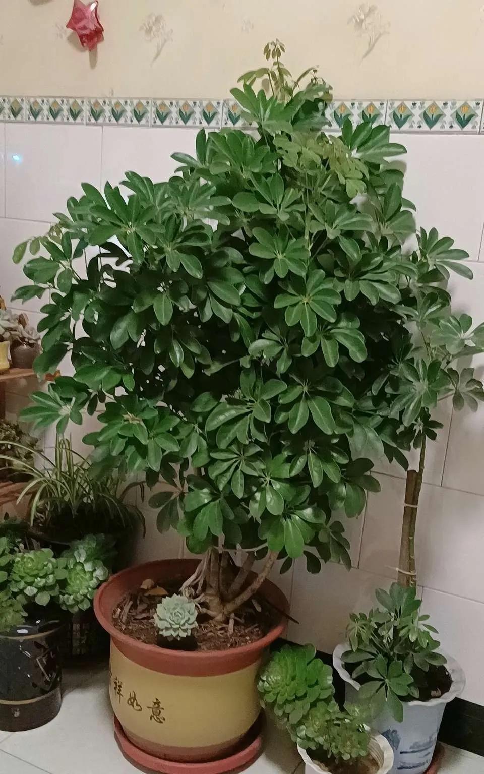 装修完房子养什么花可以去除甲醛,新房什么花吸甲醛最好最快