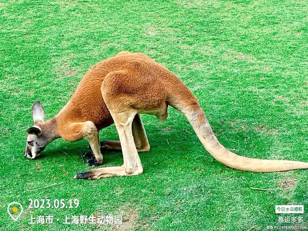 上海野生动物园和上海动物园,上海野生动物园过年营业时间
