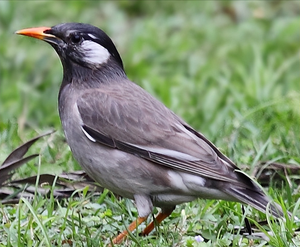 所有鸟图片大全大图,50张最佳鸟类摄影作品