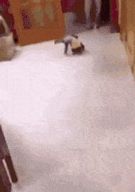 泰迪露肚皮是什么意思啊,泰迪露着肚子躺着睡觉