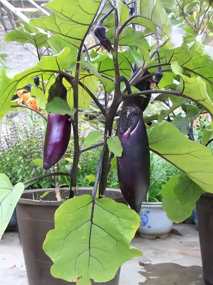 阳台如何种植蔬菜养花,阳台可以种植哪些蔬菜花卉