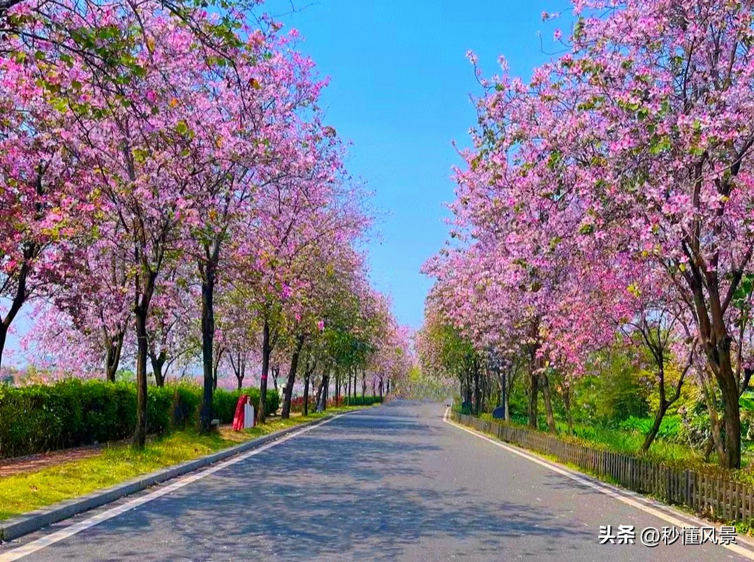 12月份广州湿地公园网红打卡地,广州最大的花海公园