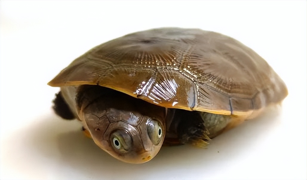 最常见的乌龟是哪种龟,常见乌龟的种类有哪些