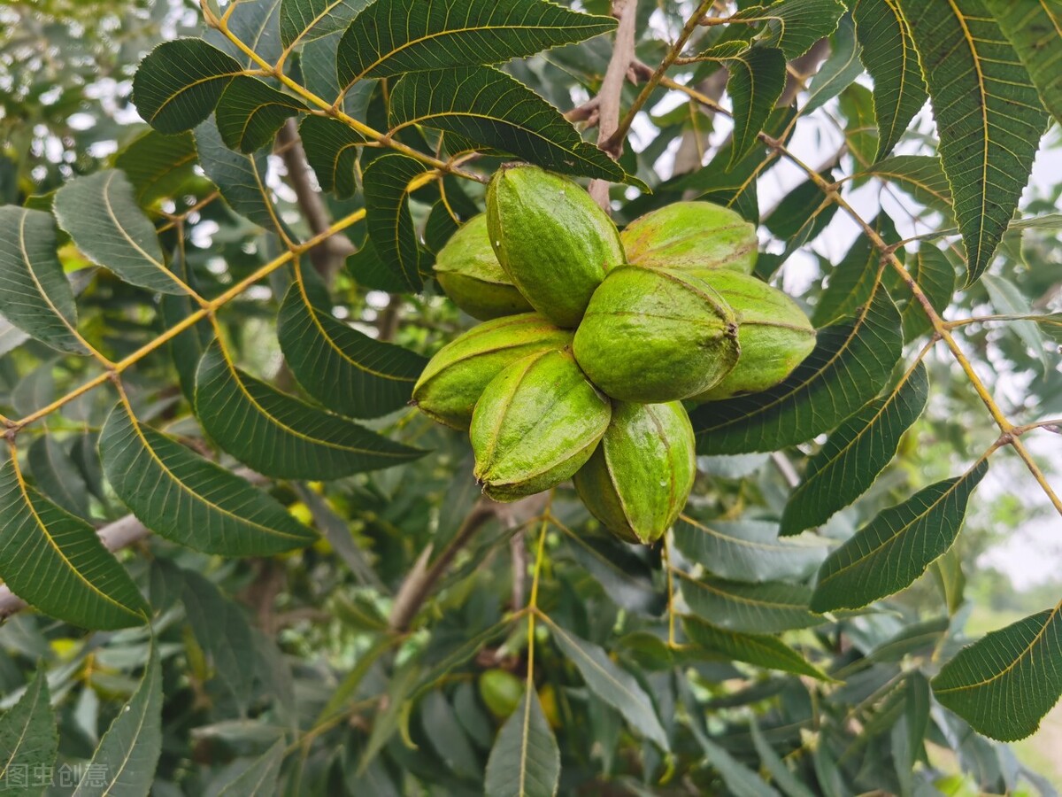 椰枣辟谣,辟谣水果