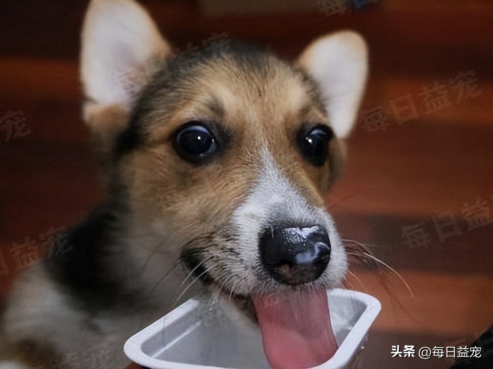 金毛调皮咬破酸奶，主人心软整盒赏给它，结果家里就变成这样了