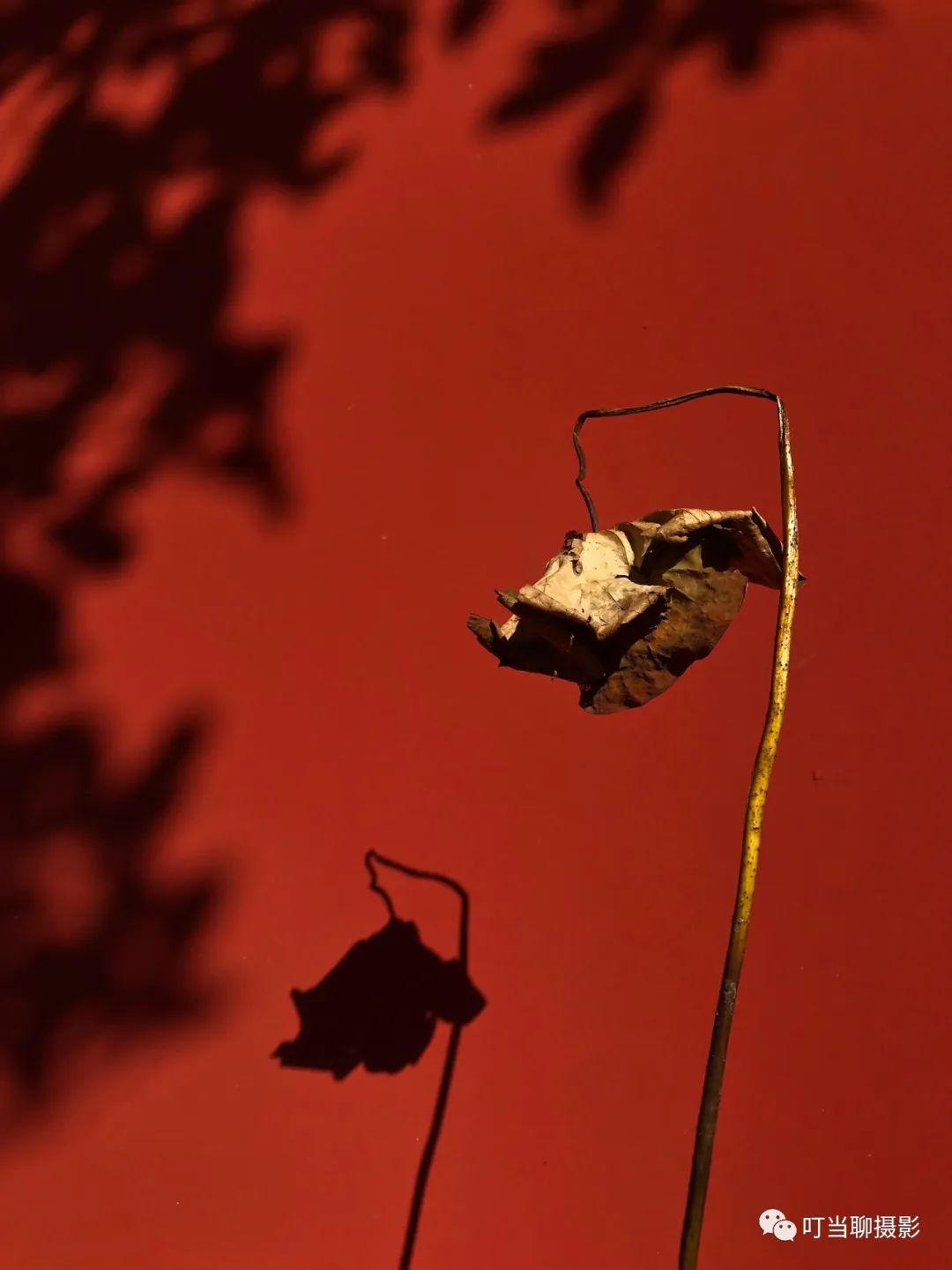 iphone7拍照较其他手机的优势,iphone7与其他手机对比图