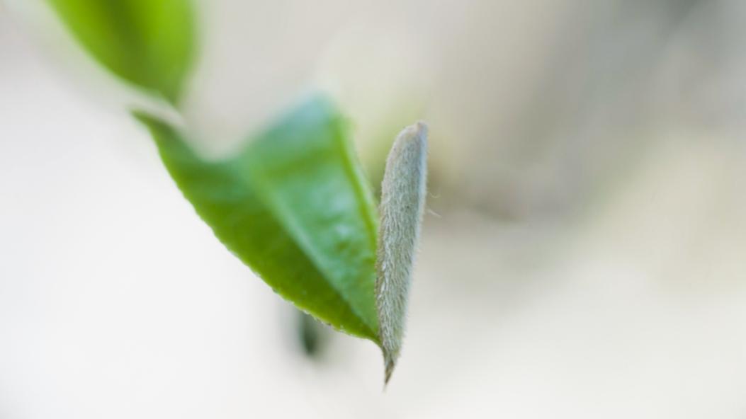 2023年古树春茶价格表,如何鉴别一款茶是古树纯料