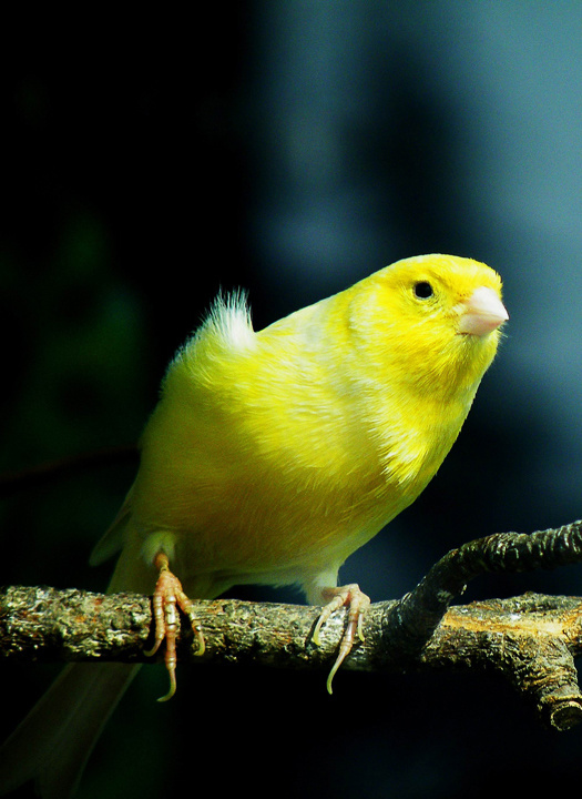 饲养黄鹂,新手如何饲养鹦鹉幼鸟