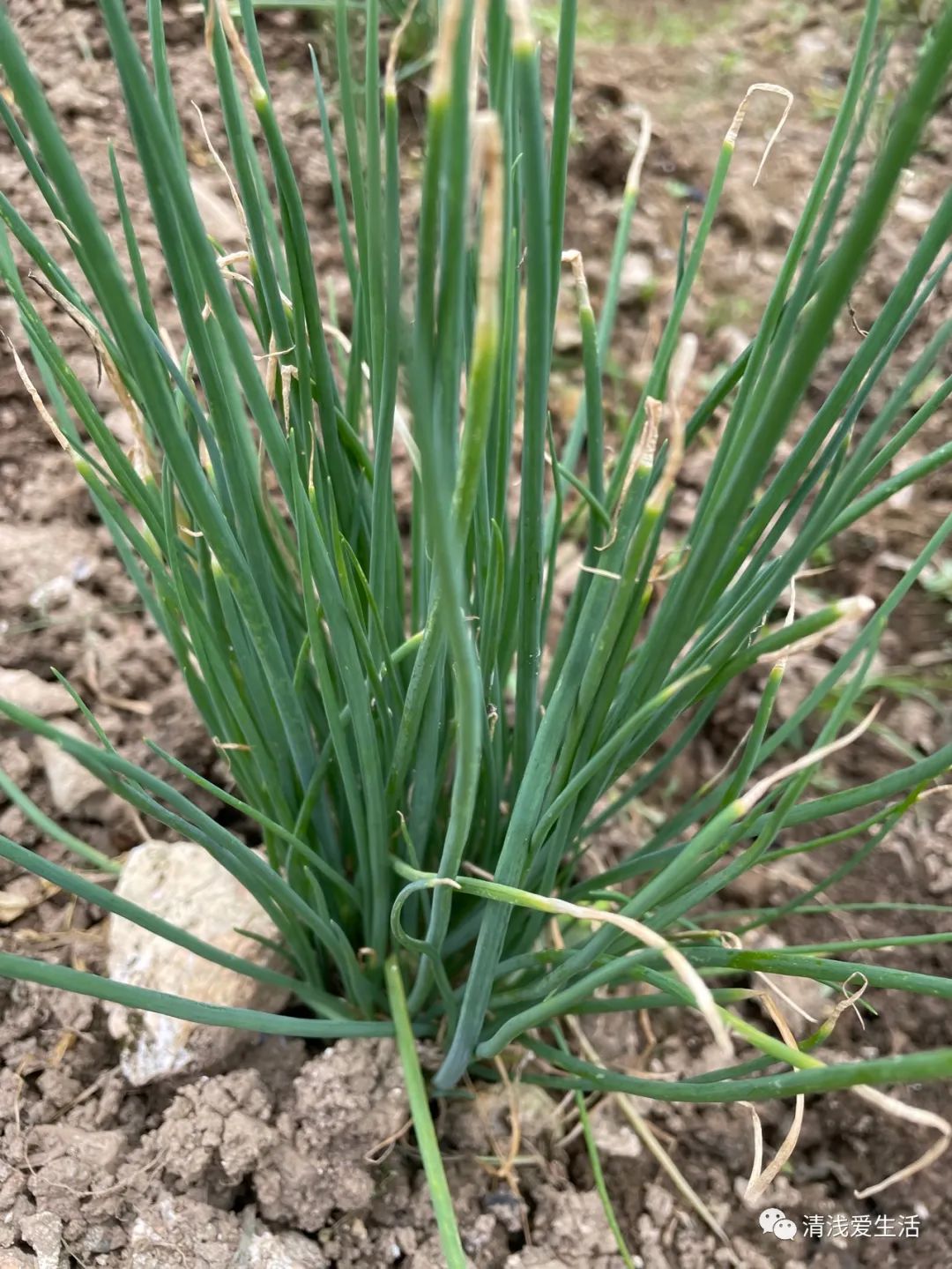 四季小葱种植需要移植吗,四季小葱室内种植