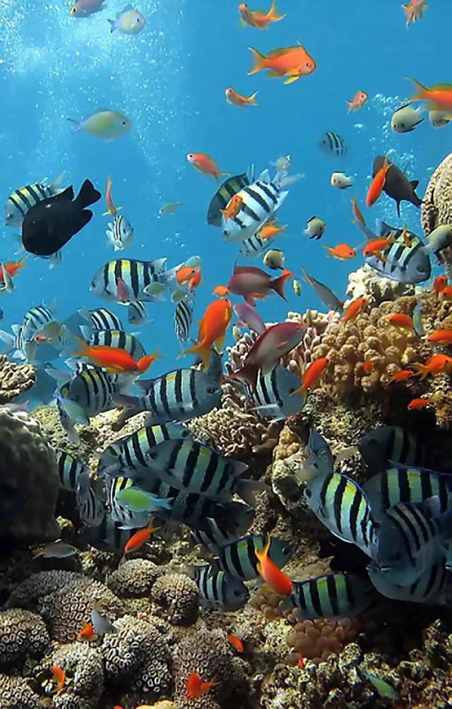 海底世界高清大图壁纸,手机动态海底世界鱼壁纸