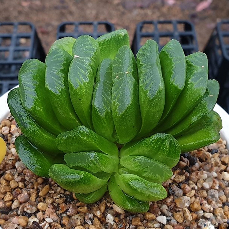 十二卷多肉的品种图鉴,100种多肉植物图片大全