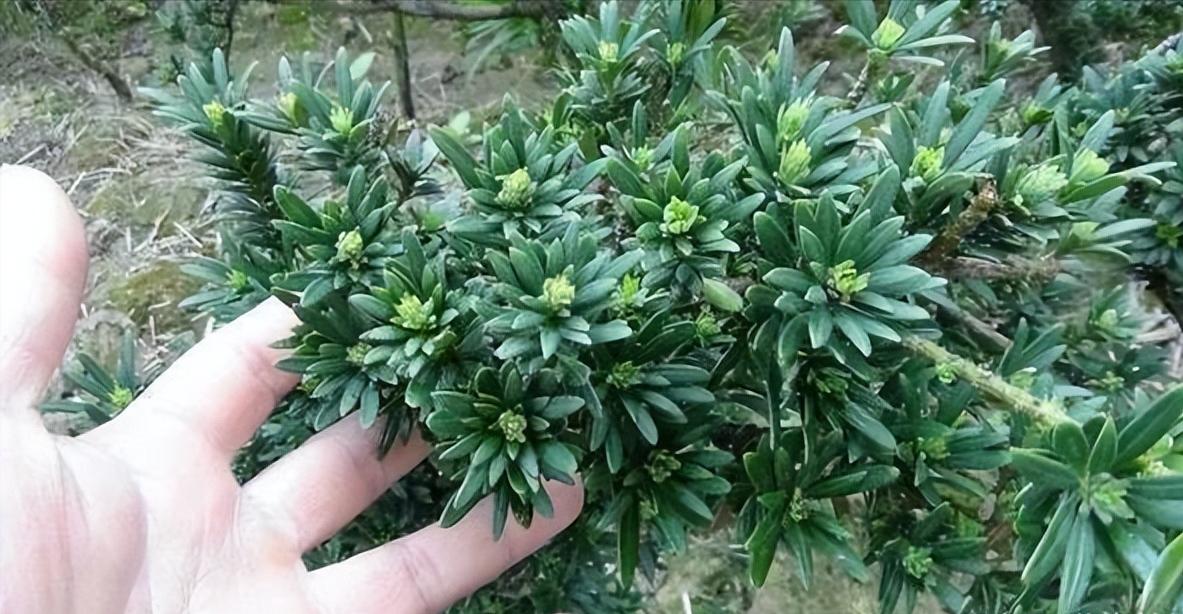 十八罗汉稀有价值,寿命最长的罗汉鱼