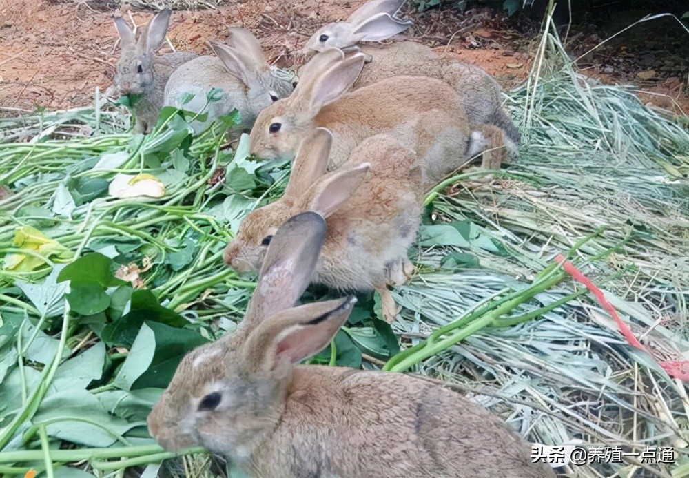 农村毛兔养殖创业项目,灰毛兔养殖合作社