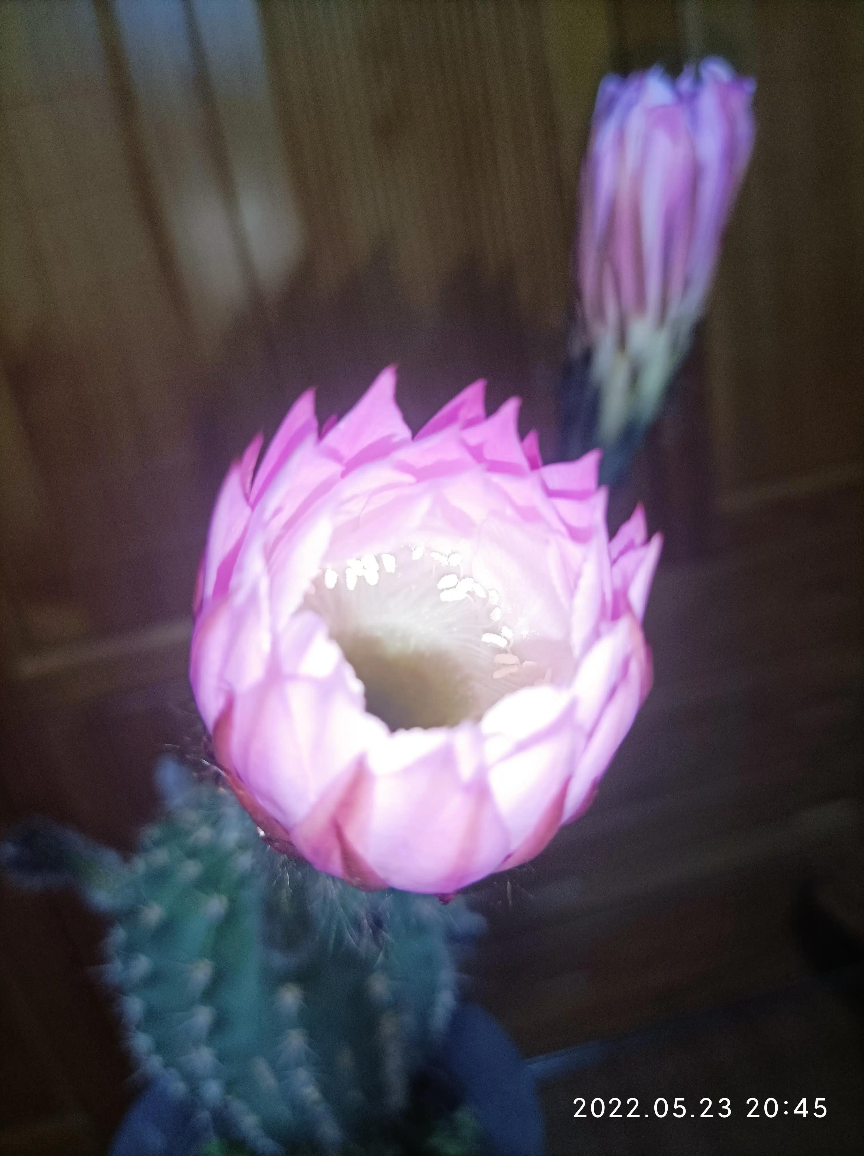 美丽的子孙球花，这次又为谁绽放