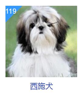 狗狗智商排行榜你家狗狗排第几,什么品种的狗狗智商排名最高