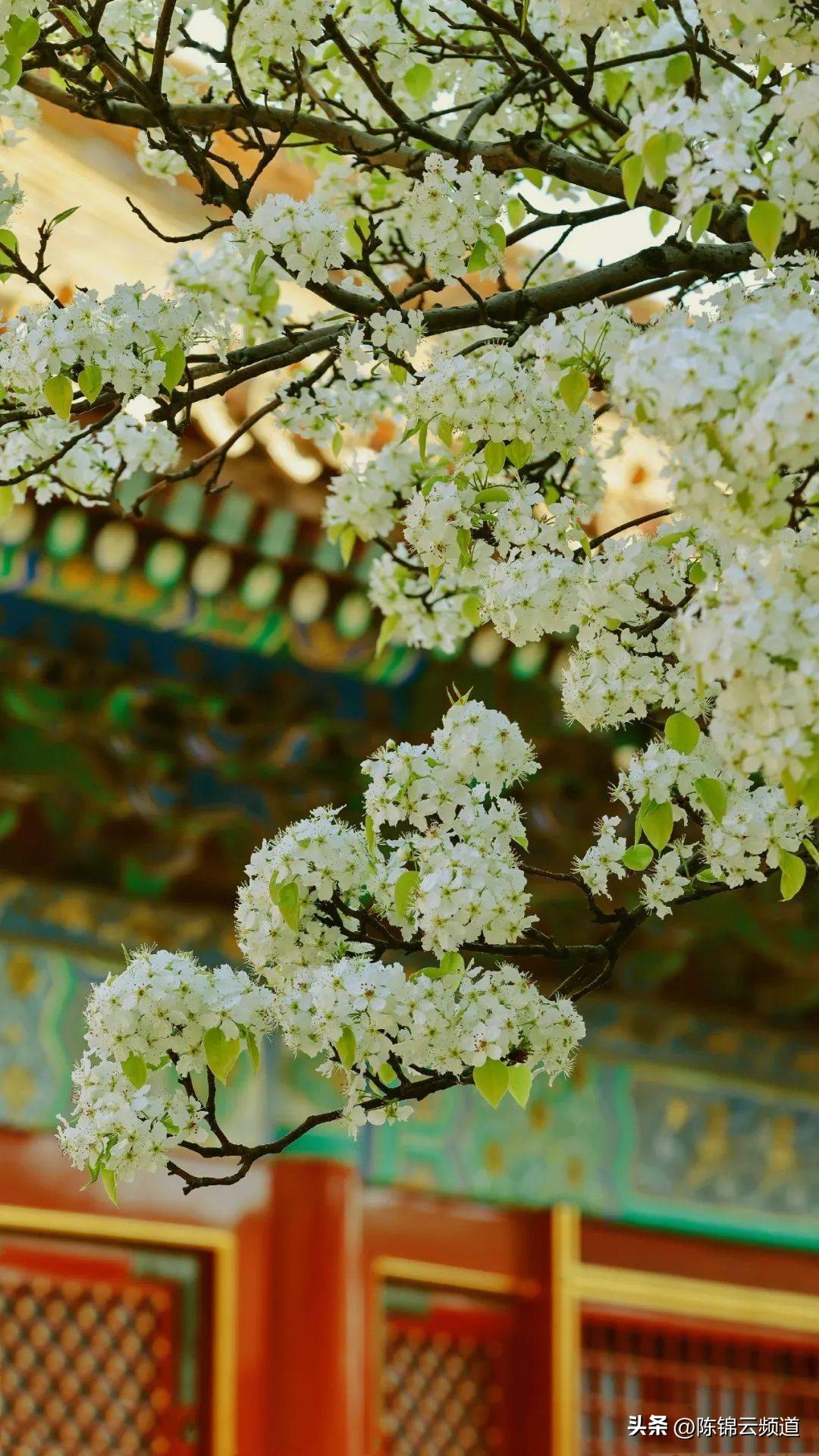 关于重阳节春节清明节的古诗,清明节积累关于传统节日的古诗词