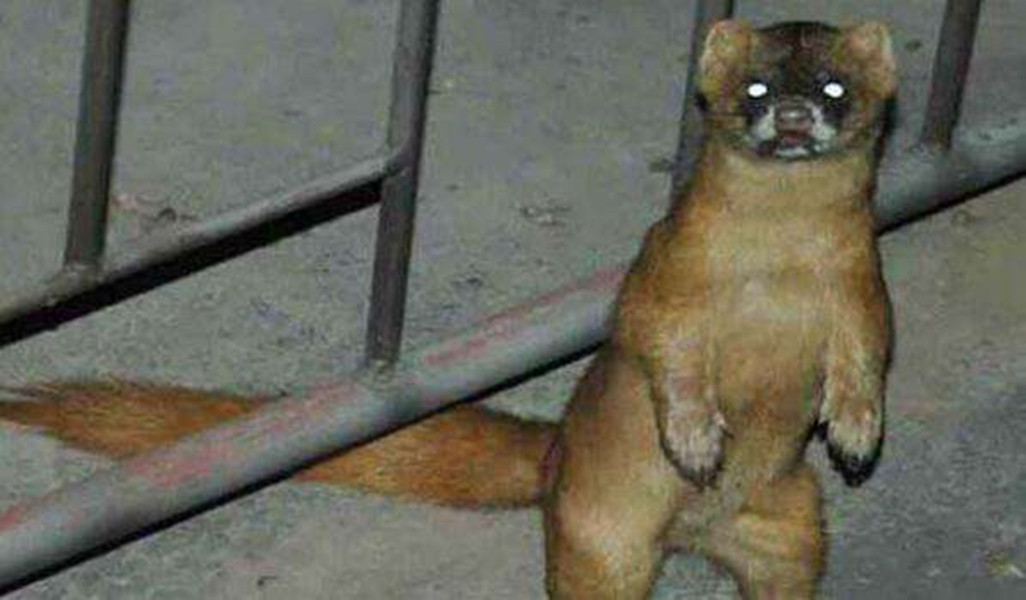 黄鼠狼成精向人讨封被骂,黄鼠狼讨封成精后怎么处理