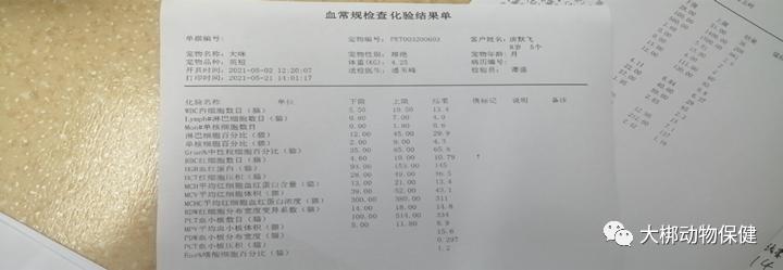 猫咪胃炎出血怎么治疗最好,猫咪肠胃炎的表现症状有哪些