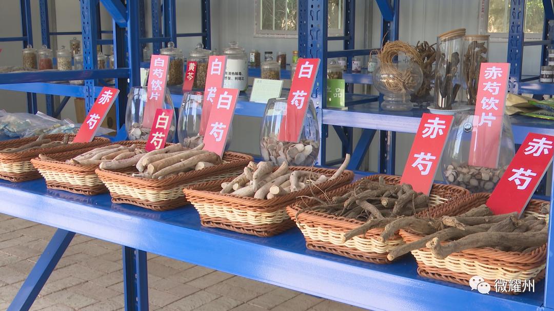 百亩芍药花海吸引人,丰县顺河千亩芍药盛开