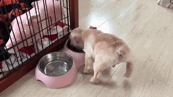 狗狗交配需要多长时间？可以将它们分开吗？