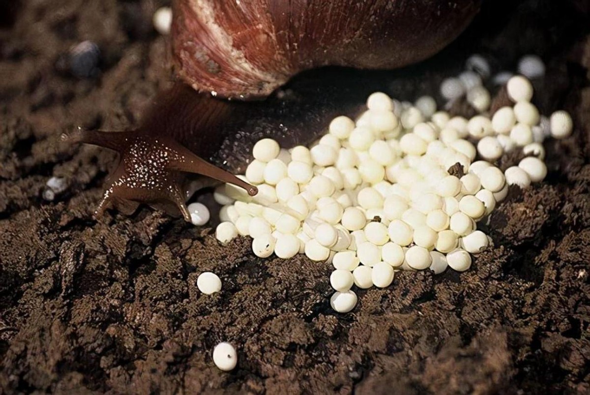 繁衍力极强的几种生物,十大繁殖能力最强的生物