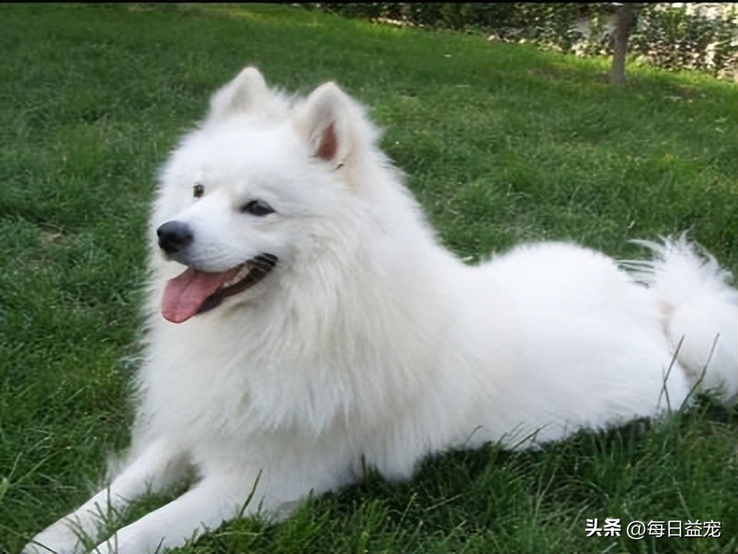 萨摩耶被这样对待，路人都看不下去了，这么好的狗可惜了