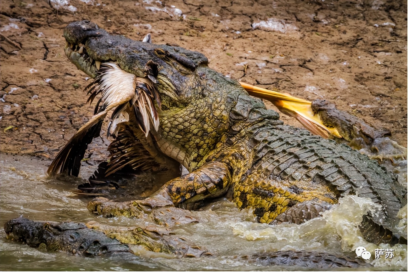 韩愈是怎么赶走鳄鱼的,韩愈写给鳄鱼的话