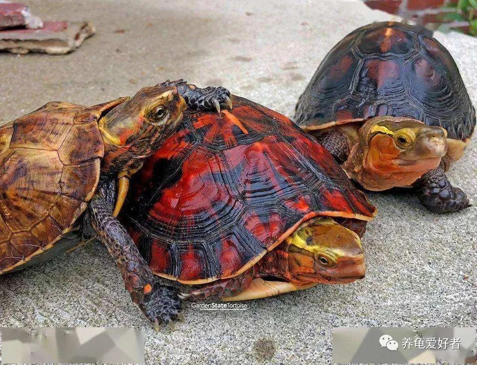 如何判断龟的品种,如何辨别龟的品种