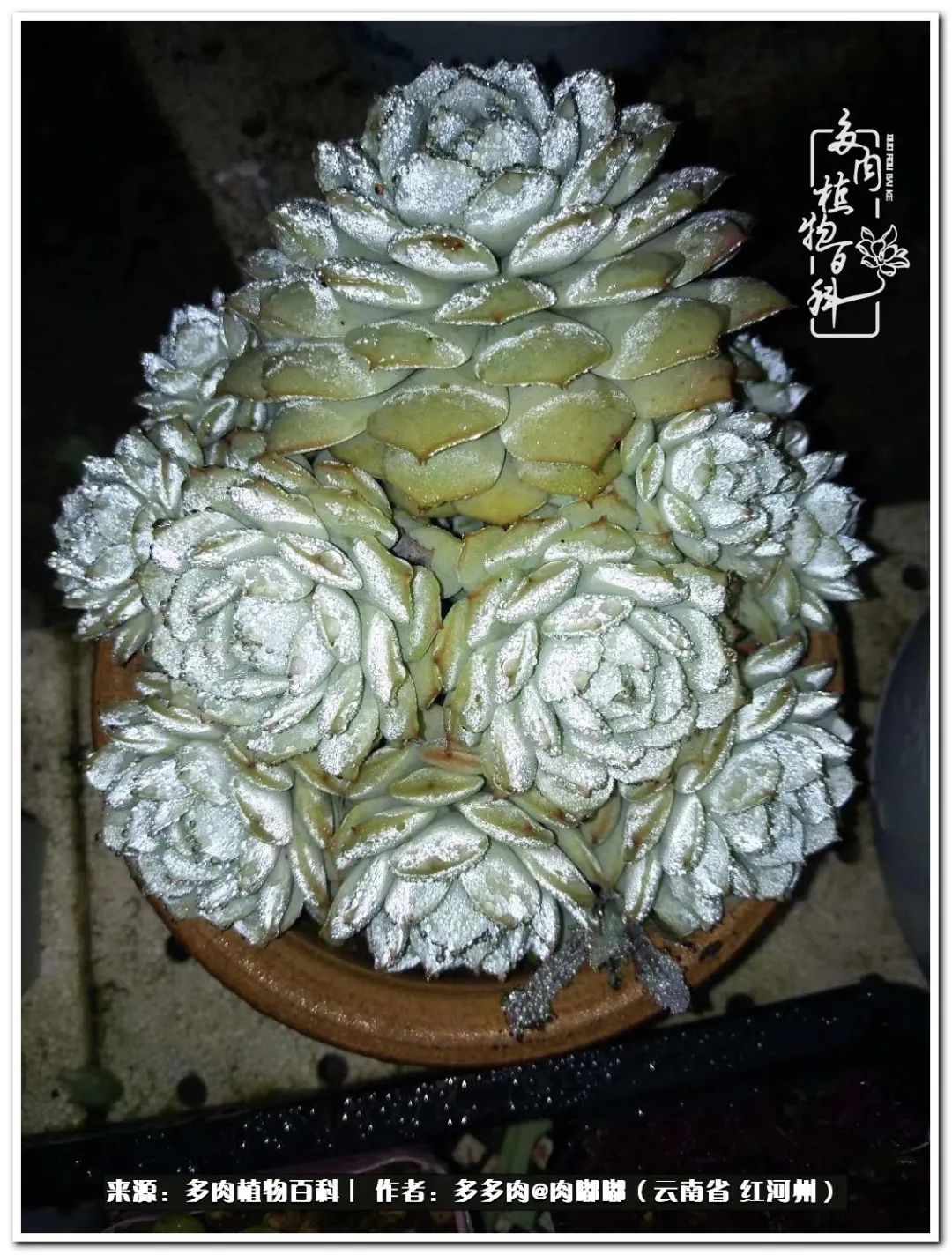 多肉组合美图大全,多肉对比图照片制作模板