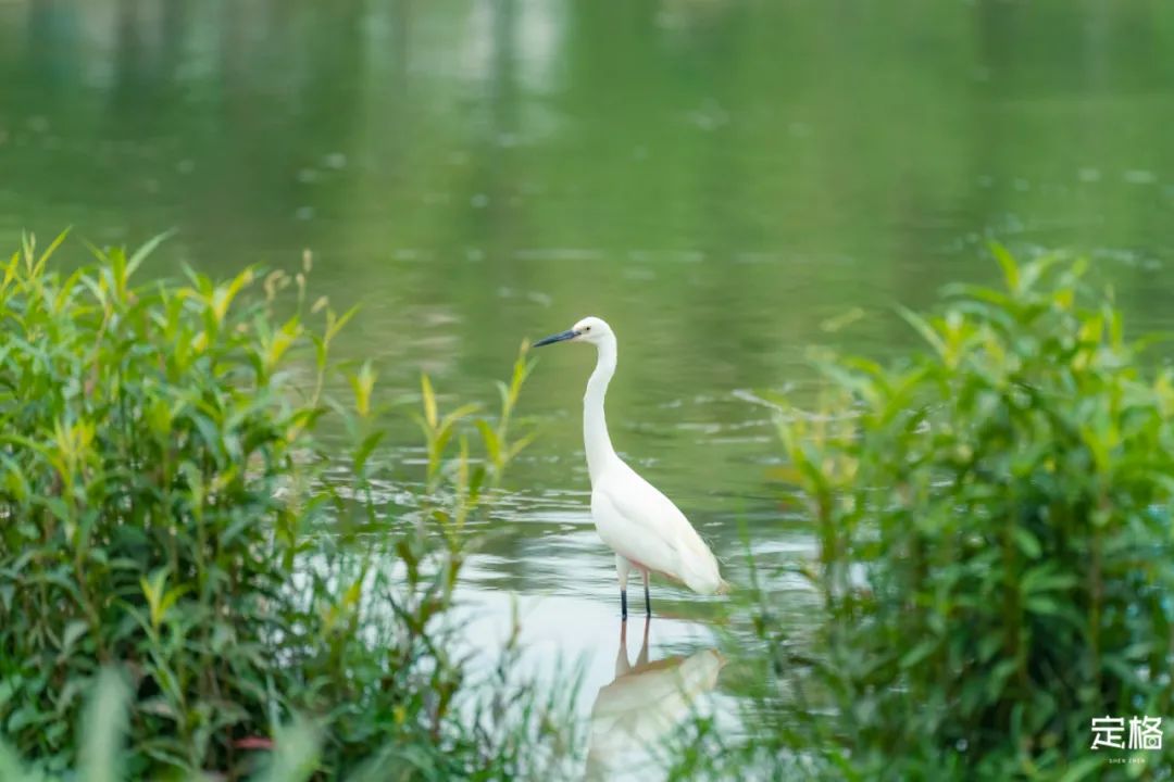 家住深圳必去的公园绿道,深圳环湖绿道好玩么
