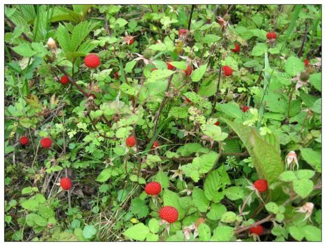 80后的小时候玩的玩具游戏,80后小时候的玩具有哪些