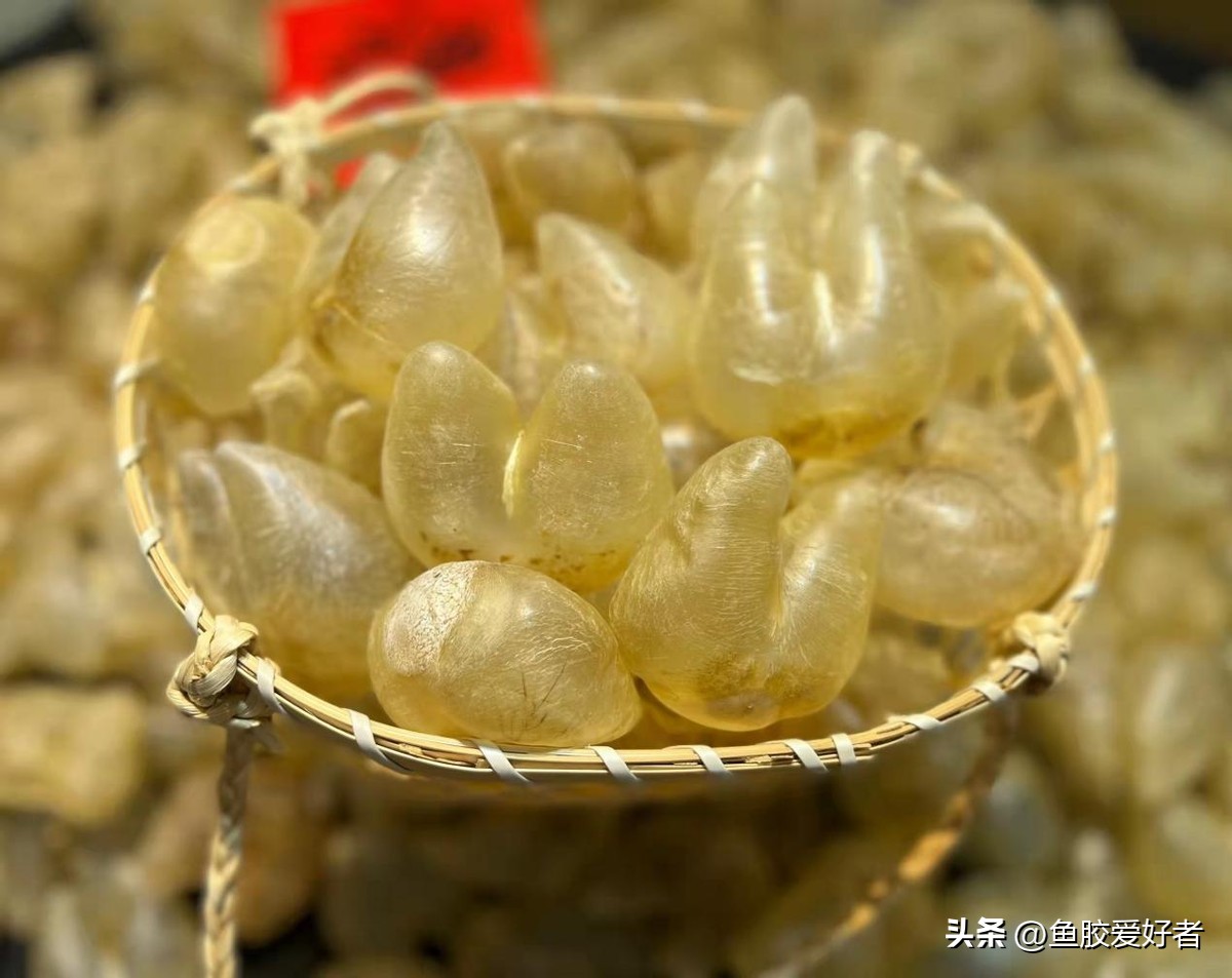 哪些鱼胶新手不建议选,哪些鱼胶值得收藏