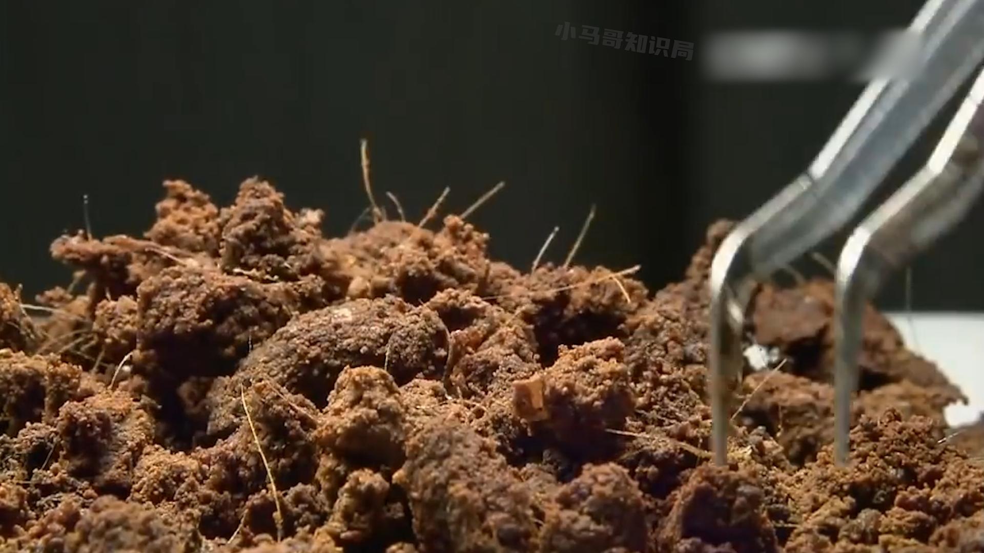 麝香有什么价格,麝香有多稀缺