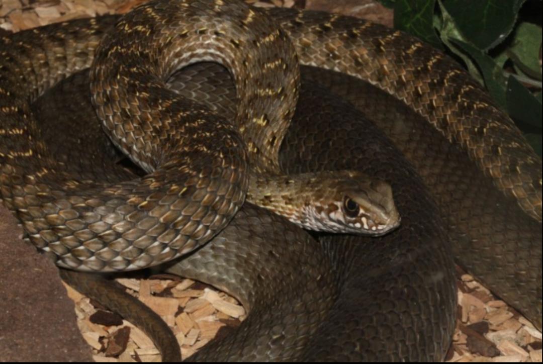 「原来欧洲有这么多种蛇？！」偷师卡塞尔的豢龙大师·下