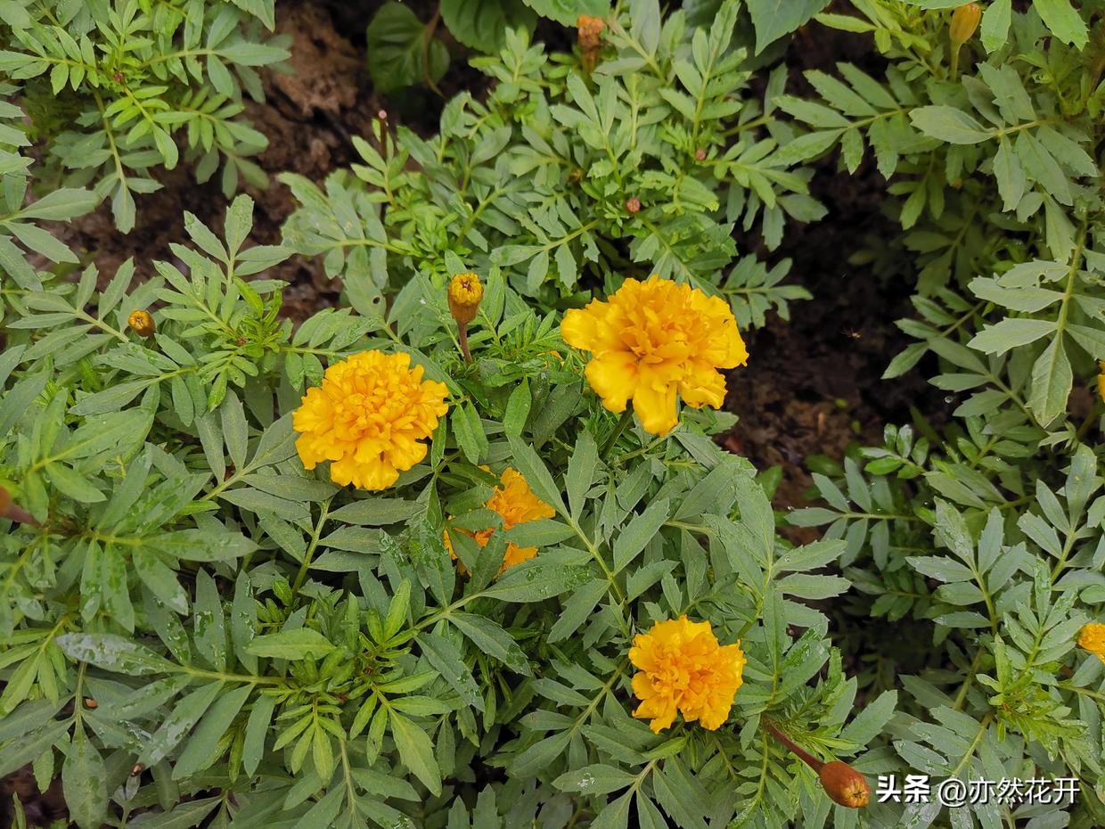 简报写作上有什么要求和方法,简报写作要点技巧