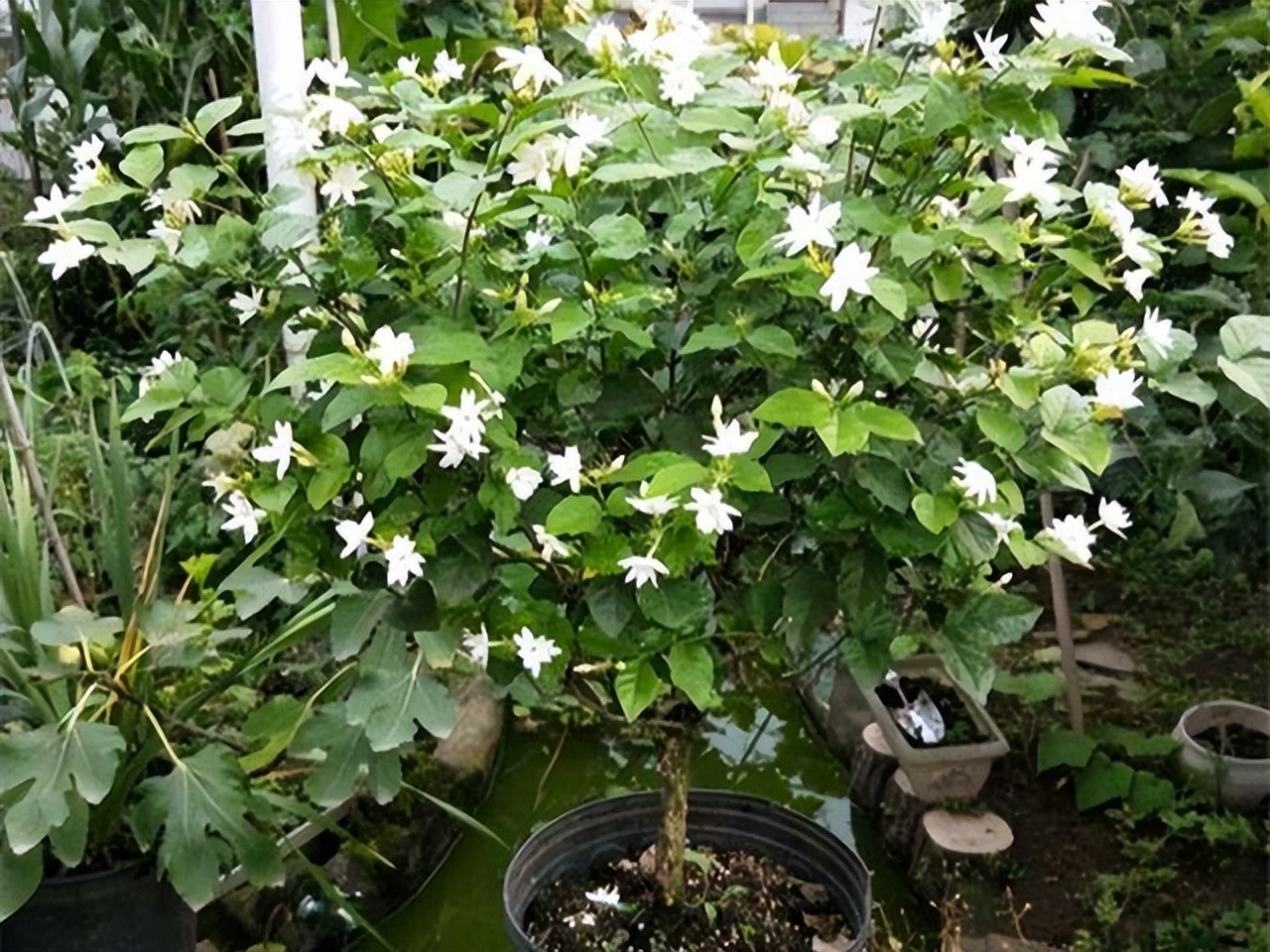 80多岁老爷子为初恋，种了满院的茉莉花，每次花开，都是一种浪漫