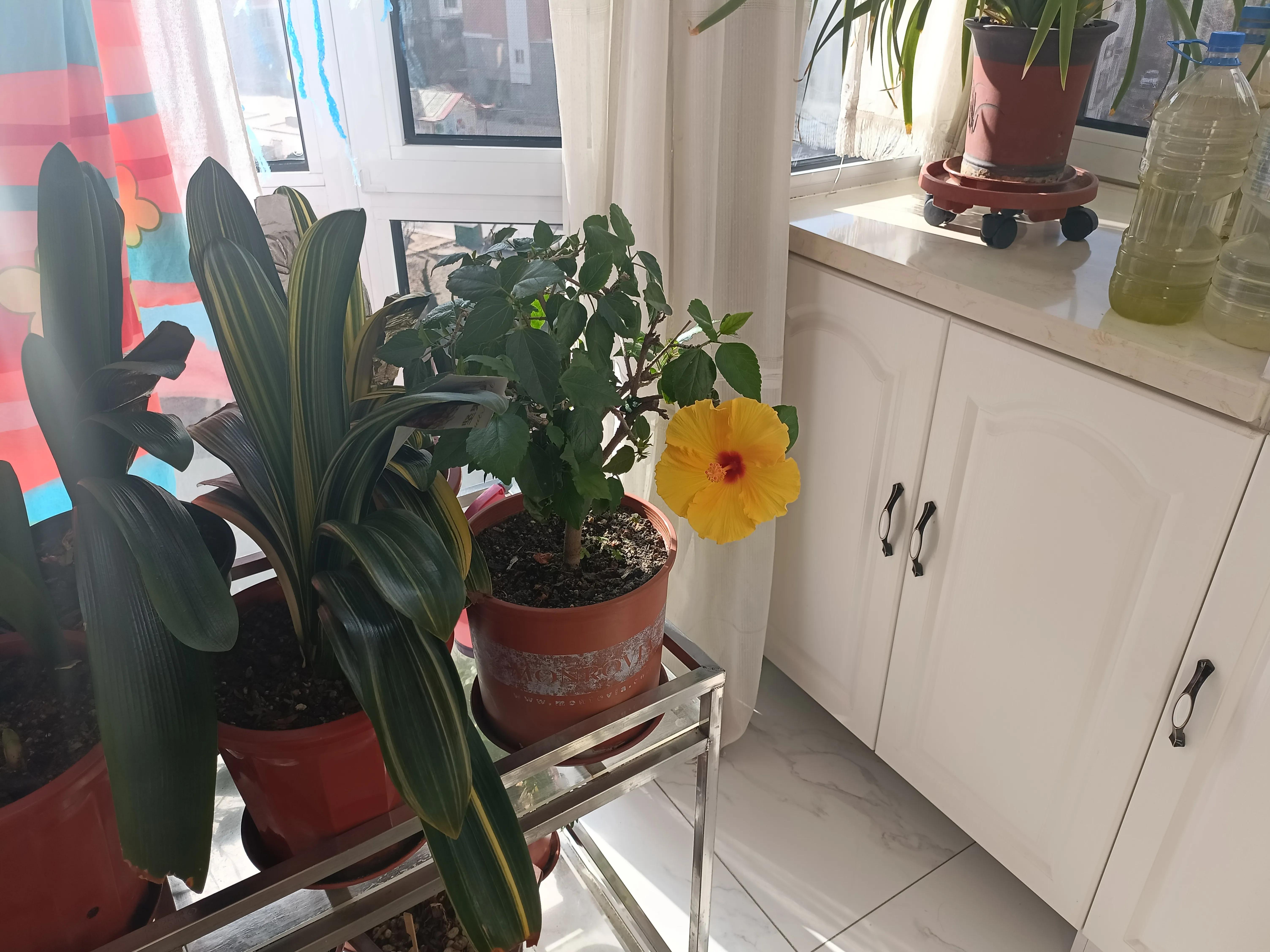 老来伴感悟的句子,老来伴的恩爱视频