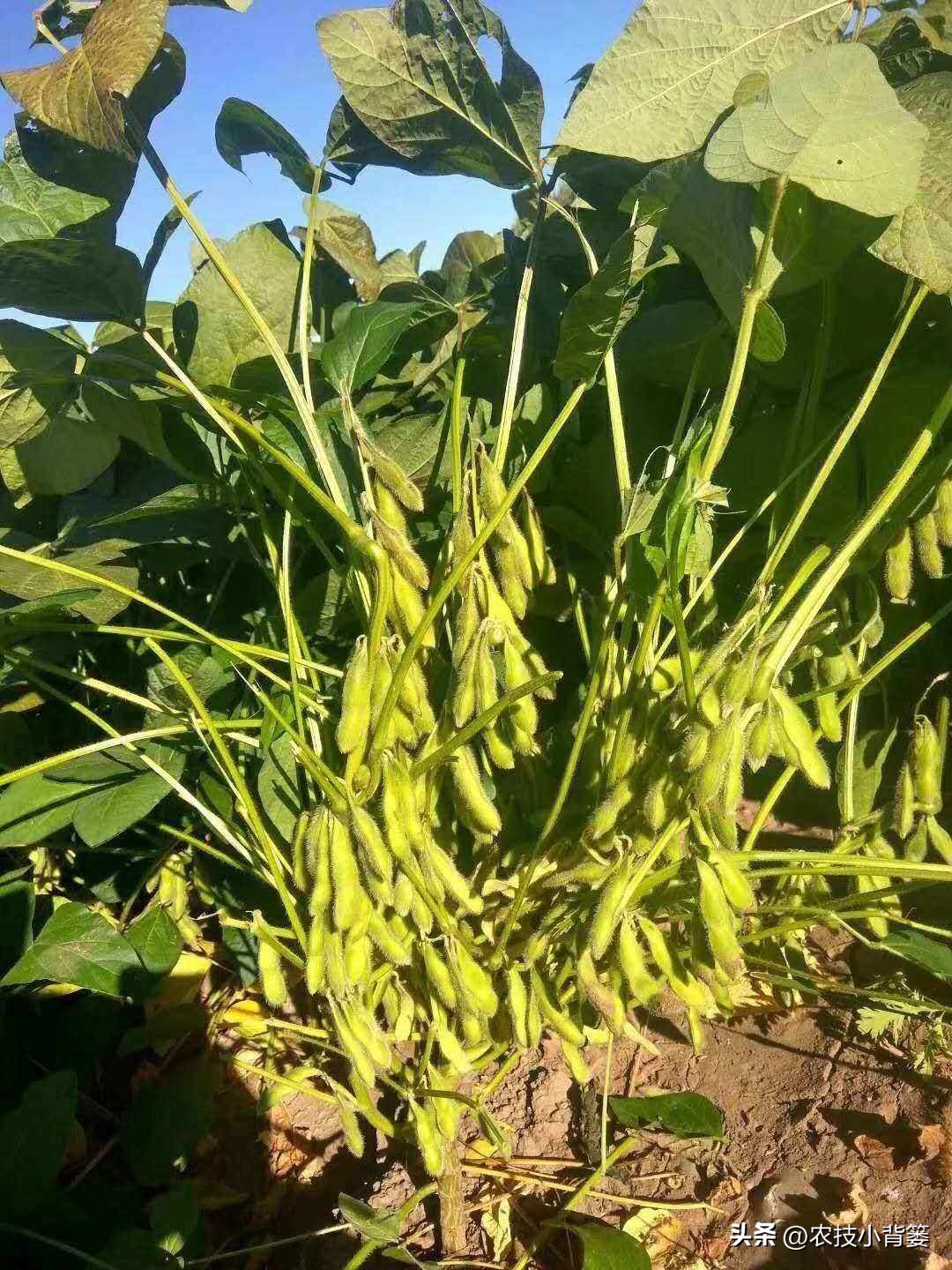 大豆上打啥药能让大豆高产,如何才能种出高产优质的大豆