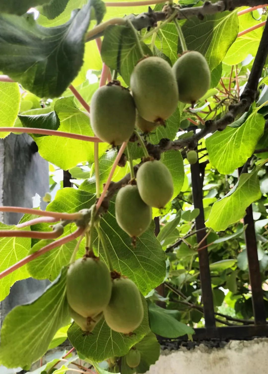 乐在其中——我与公众号“百姓文化视点”◎文/天涯