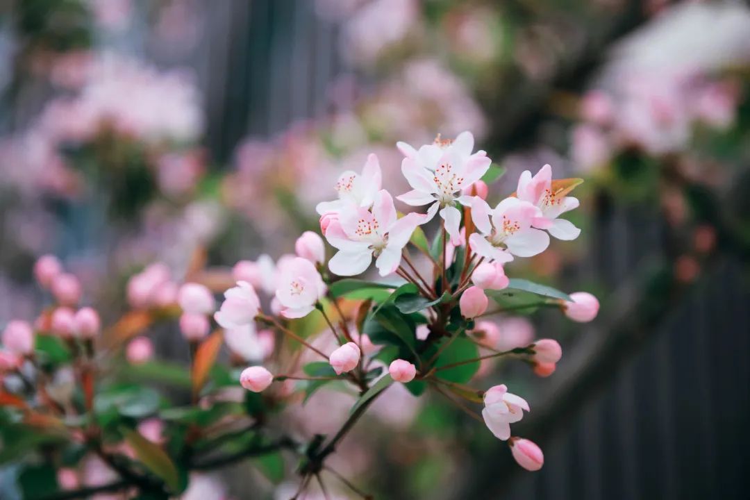 恋爱赏花没时间？四川这所高职专门放假7天过春天！谁羡慕我不说