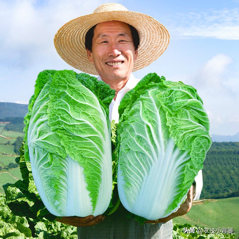 植物生长调节剂作用效果稳定原因,碧护生长调节剂药害