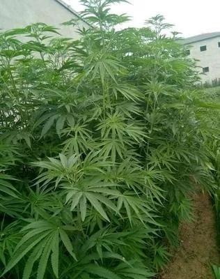 麻籽是五谷之一吗,麻子是不是主食