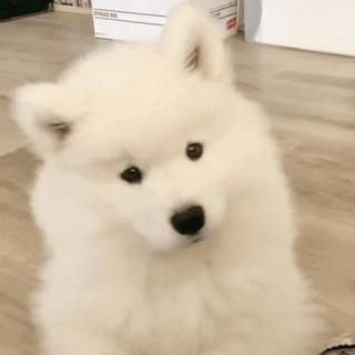 狗狗把你当“亲妈”，会有这7个行为！别不懂