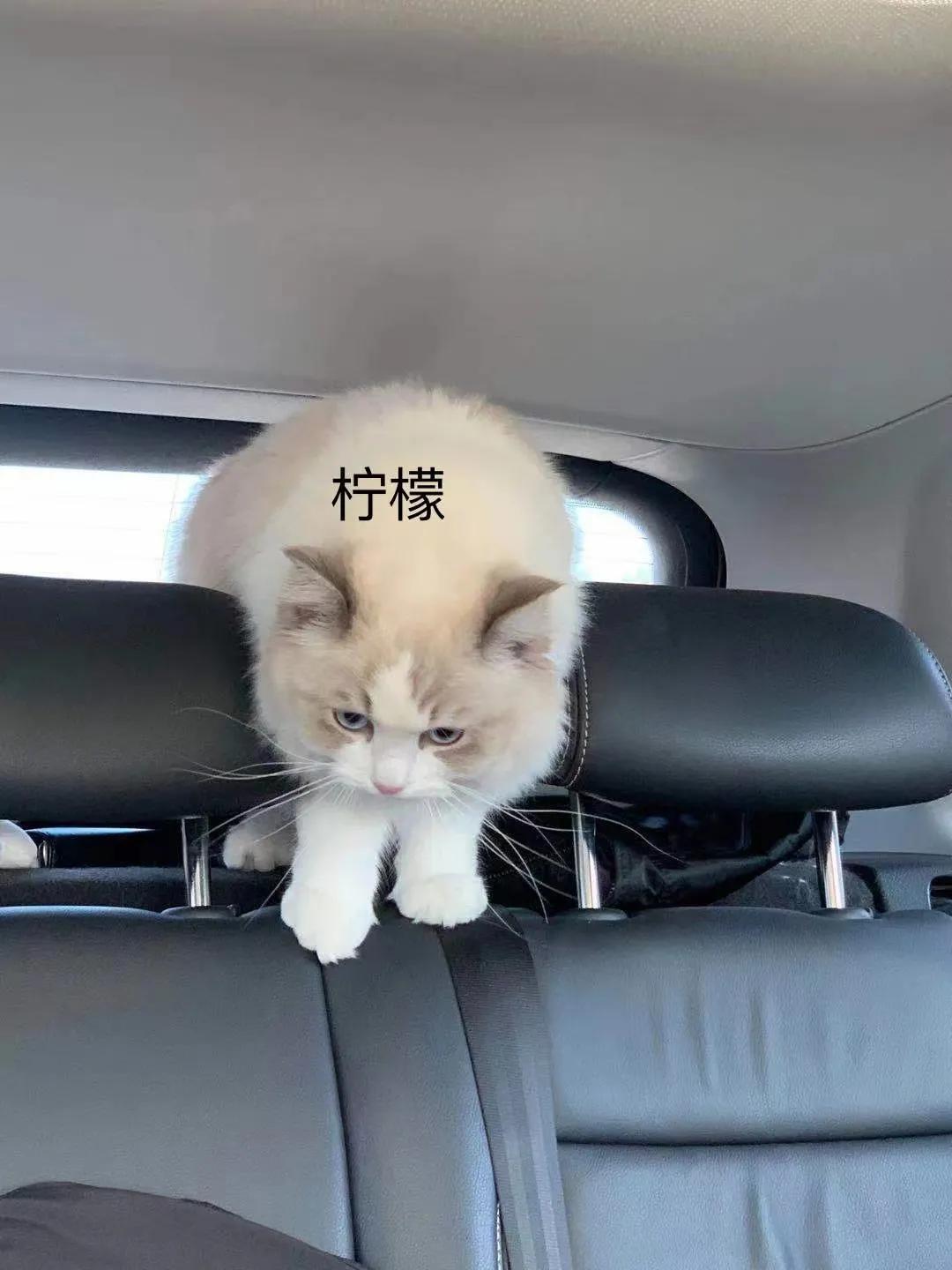 猫咪祖先长什么样,猫咪的祖先是怎么被人征服的