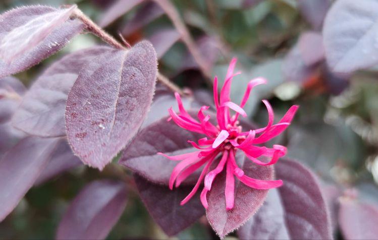 西南官话方言云南,花垣方言