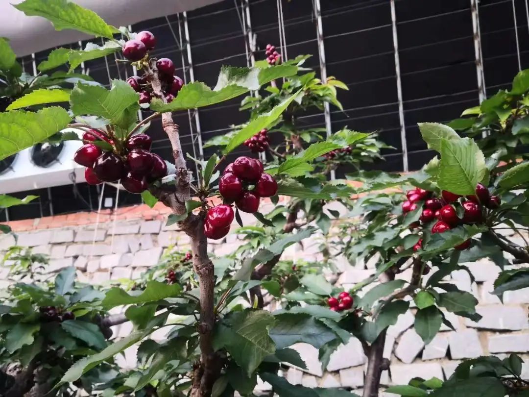 空调大樱桃,卖出“金子价”