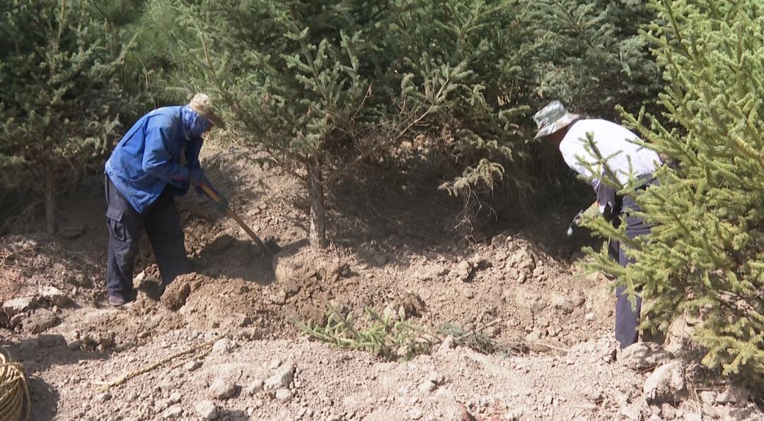 抓住机遇植树造林改善生态,四措施并举推进植树造林
