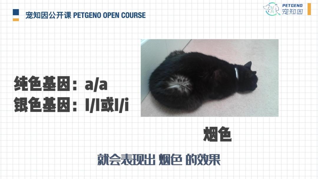 猫身上掉下来有白色颗粒是什么,猫身上白色的是什么