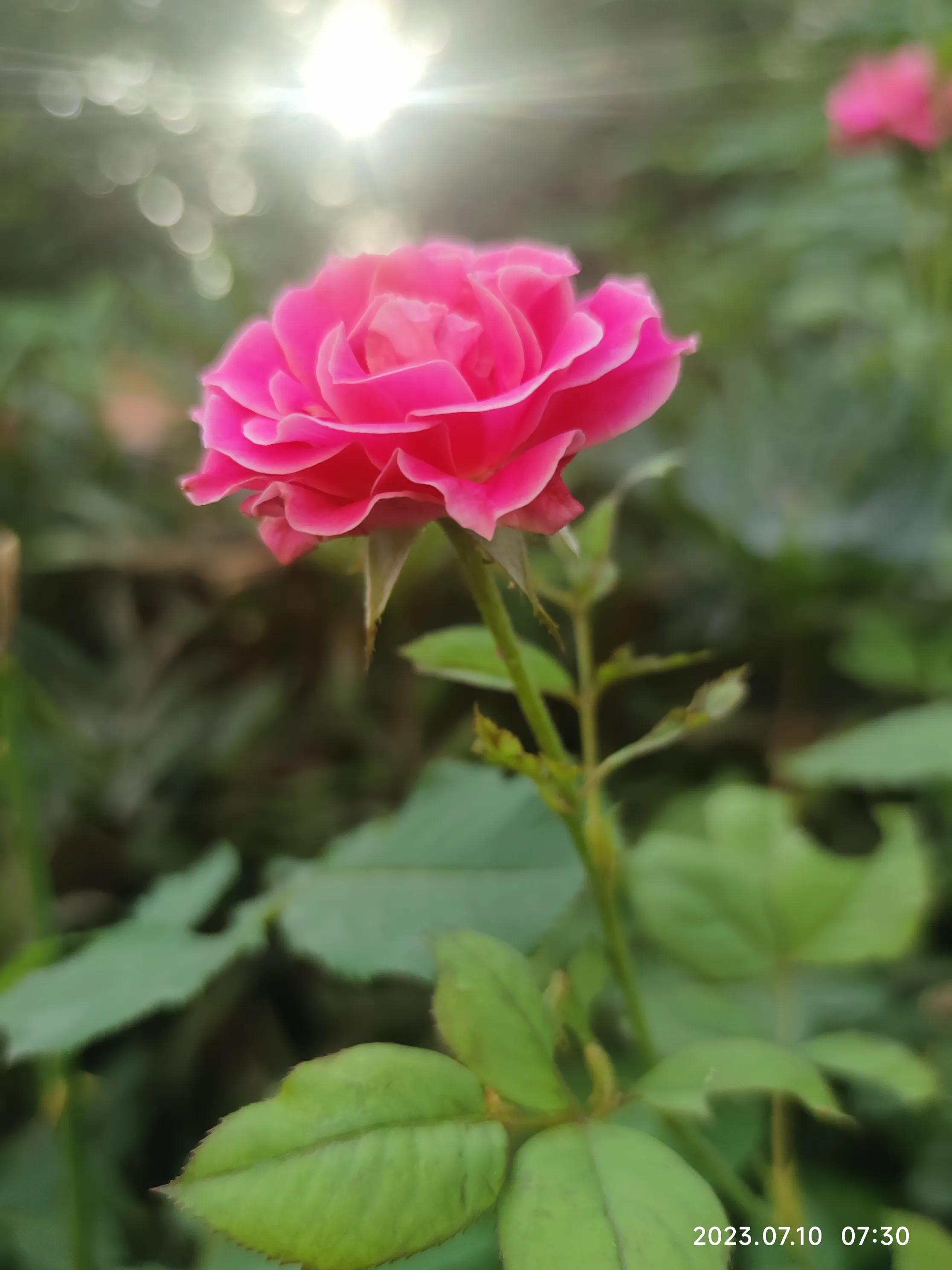 手机拍花如何拍出光斑,如何利用苹果手机拍花